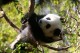 Giant Panda Screensaver 1.0