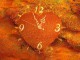 Gold Heart Clock ScreenSaver 2.3