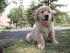 Golden Retriever Screensaver 1.2