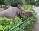 Great One-horned Rhinoceros Screensaver 1.1 Great One-horned Rhinoceros Screensaver 1.1
