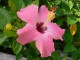 Hibiscus Screensaver 1.0 Hibiscus Screensaver 1.0