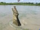 Hungry Crocodiles Screensaver 1