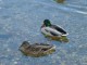 Hungry Ducks ScreenSaver 2.0 Hungry Ducks ScreenSaver 2.0