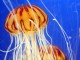 Jellyfish Swarms Screensaver 1.1