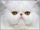 JoyLax cat Screensaver 1.0
