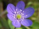 Liverleaf Flower Screensaver 1.0 Screenshot