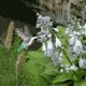 Living Gardens 1.0
