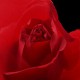 Love and Roses Slide Show 1.0