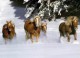 Lovely Animals ScreenSaver 2.0