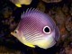 Magic Fishes ScreenSaver 2.0
