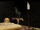 Magus Crow 3D Screensaver 1.0 Magus Crow 3D Screensaver 1.0