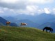 Majestic Horses Screensaver 1