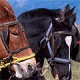 Majestic Horses 1.0