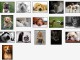Man's Best Friend Screensaver 1.0