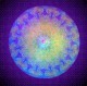 Mandala 1 6