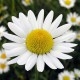 Mayweed Screensaver 1.0
