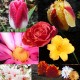 More Endless Blooms Slide Show 1.0