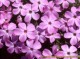 Mountain Wildflowers 2.0
