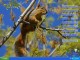 Nature Online Wallpapers 3.5
