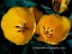 Natures Petals Screensaver 4.50