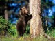 North American Bears ScreenSaver 1.0