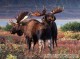North American Wildlife 1.3