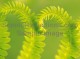 Patterns of Nature Screensaver 1.0