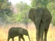 Playful Elephants  ScreenSaver 2.0