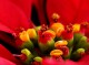 Poinsettias the Christmas Star Flower 1.2