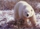 Polar Bear Screensaver 1.0
