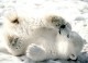 Polar Bears ScreenSaver 1.0 Polar Bears ScreenSaver 1.0