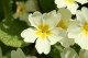 Primrose Screensaver 1.0