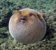 Puffer Fish Screensaver 1.1 Puffer Fish Screensaver 1.1