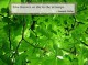 Quotes and Nature Screensaver 1.0