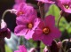 Rocky Mountain Wildflowers 1.0