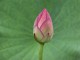 Sacred Lotus Screensaver 1.1