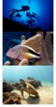 SB Underwater Screen Saver 1.51 SB Underwater Screen Saver 1.51