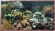 Screensaver Aquarium Real Life 4 1.0 Screensaver Aquarium Real Life 4 1.0
