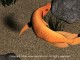 Seecrets.biz Golden Arowana Screensaver 1.0