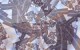 Seractal Fractal Screensaver 4.1