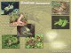 Snakes Screensaver 1.2b