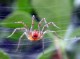 Spider Phobia Screensaver 1