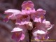 Spring Wildflowers 2.0 Screenshot