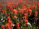 Stunning Wildflowers 3.0