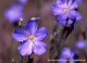 Summer Wildflowers 3.0