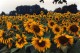 Sunflowers Screensaver 1.0