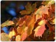 Thanksgiving Appreciation Screensaver 2.0 Thanksgiving Appreciation Screensaver 2.0