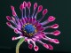 The African Daisy Screensaver 1.0