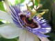 The Blue Passion Flower Screensaver 1.1 Screenshot
