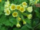The Cowslip Screensaver 1.0